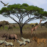 3D Serengeti Safari Screensaver